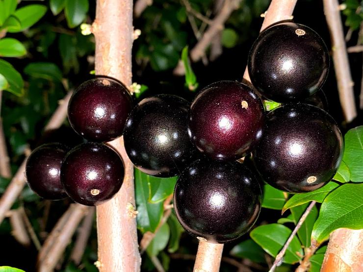 Plinia cauliflora -Sabara Jaboticaba